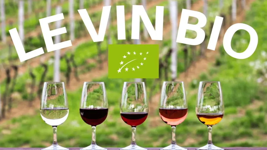 Is organic wine better?