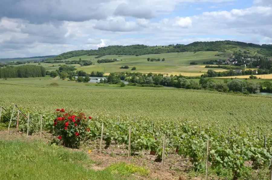 Champagne vineyards on a sunlit hillside in high summer, vines heavy with green grapes weeks ahead of a normal harvest
