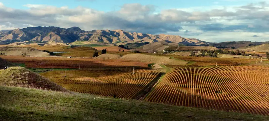 Rows of vines stretching across the Marlborough wine region in New Zealand, heartland of Sauvignon Blanc