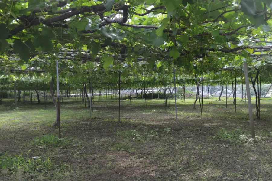Vines trained on overhead pergola trellises in a Katsunuma vineyard in Yamanashi, Japan, with bunches hanging down in rows