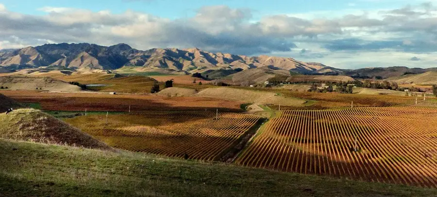 Rows of golden autumn vines across the rolling hills of Marlborough, New Zealand, with dry brown mountains behind