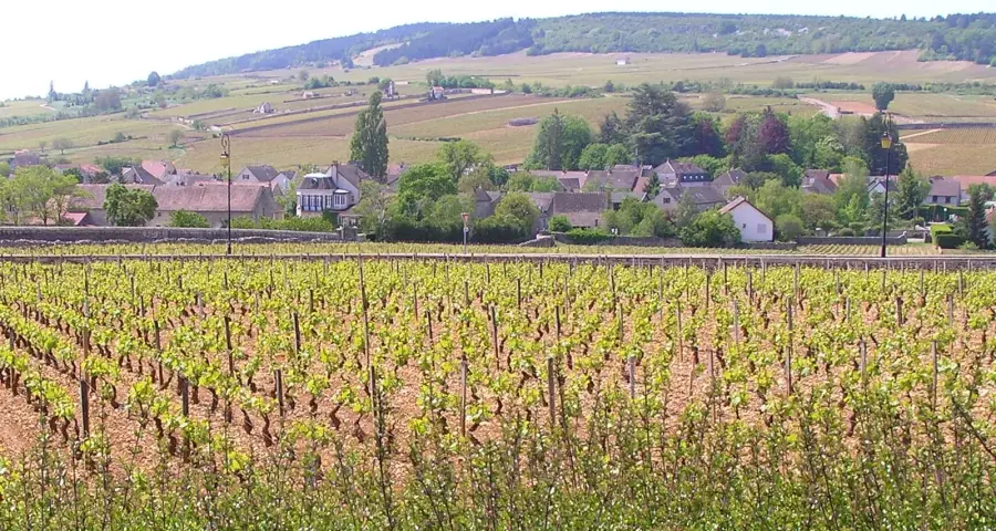 The village of Meursault seen across its vineyards in spring, with the wooded Côte de Beaune hillside rising behind the rooftops