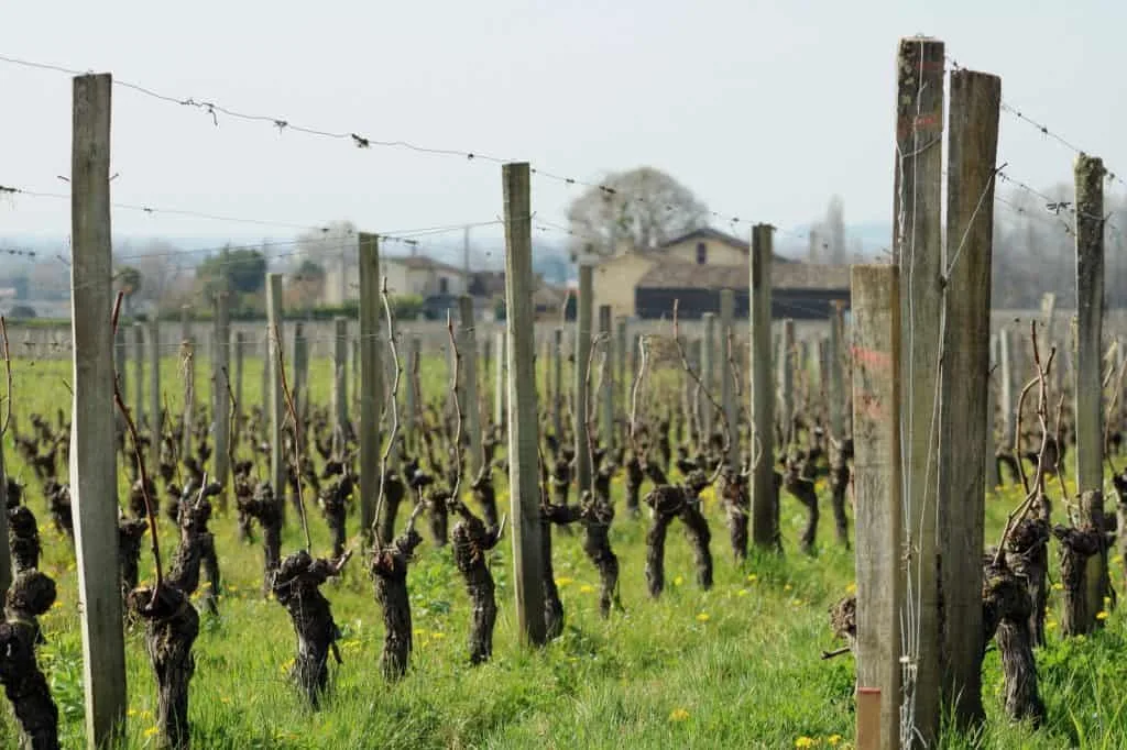 Vines of Château Grand Mayne