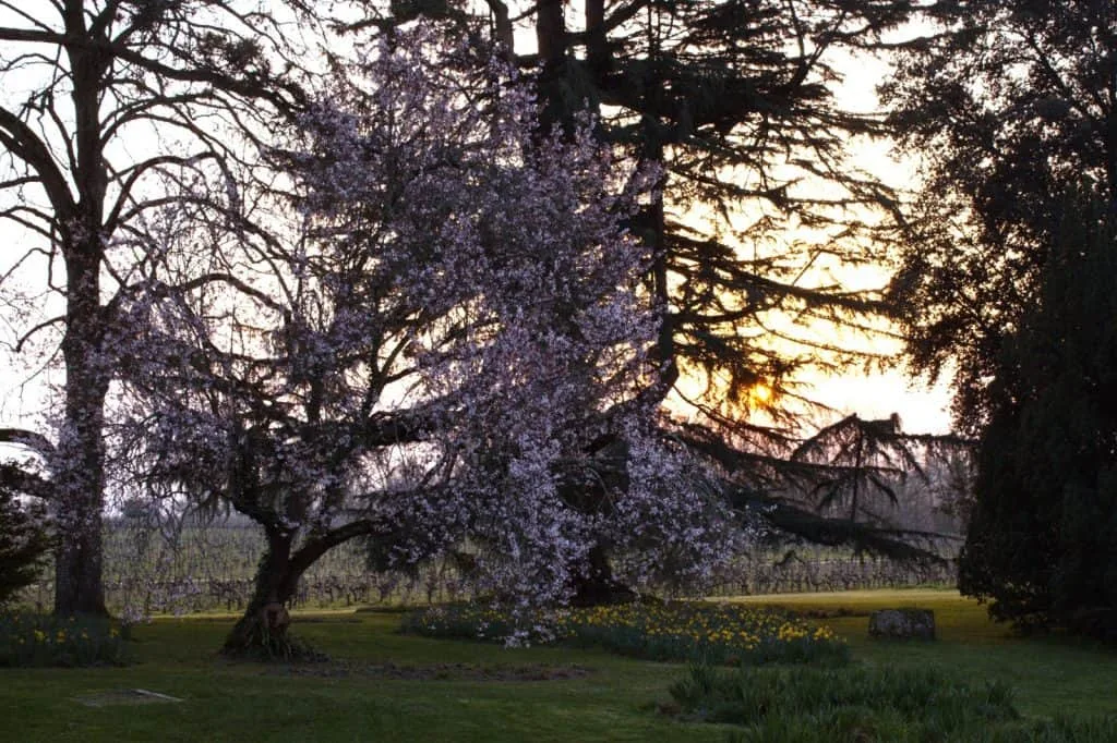 Park trees Château de Ferrand