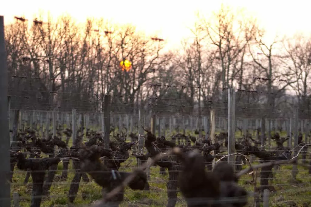 Vines at Château de Ferrand in Saint-Émilion