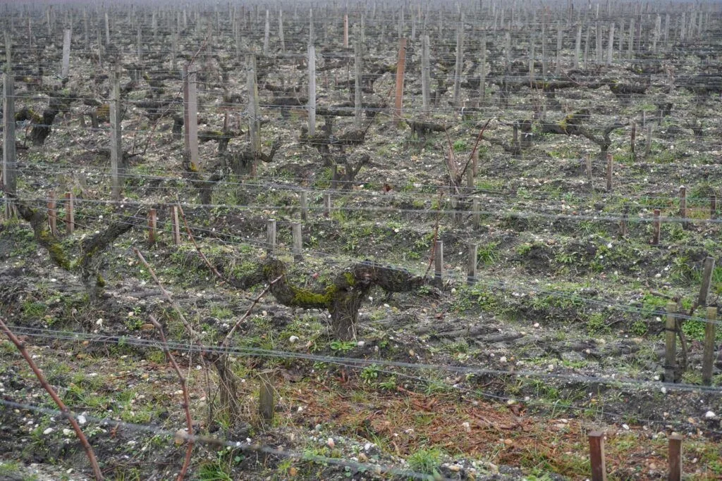 Vieilles vignes au Château Haut Bailly