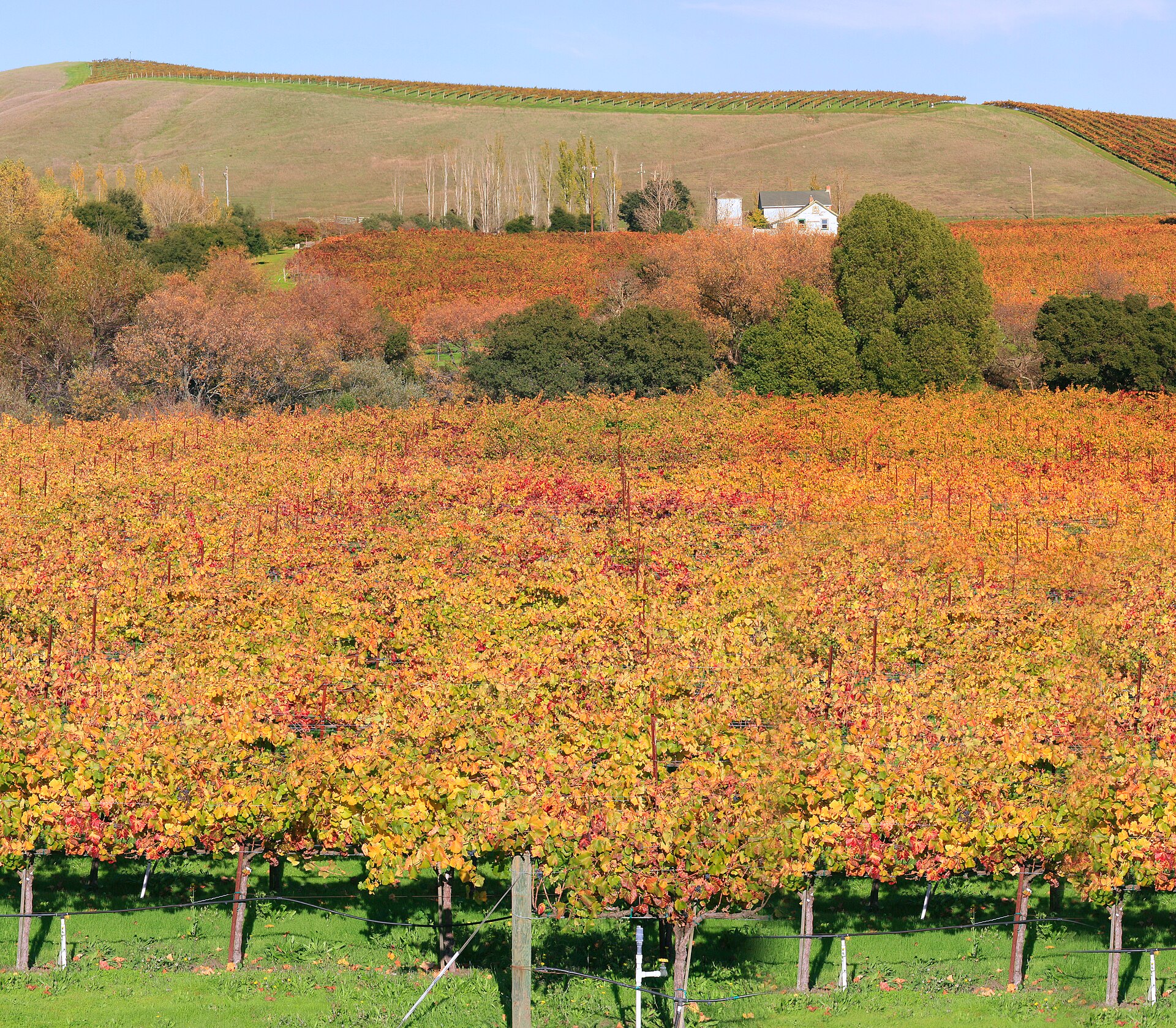 Vineyards in Napa Valley, California