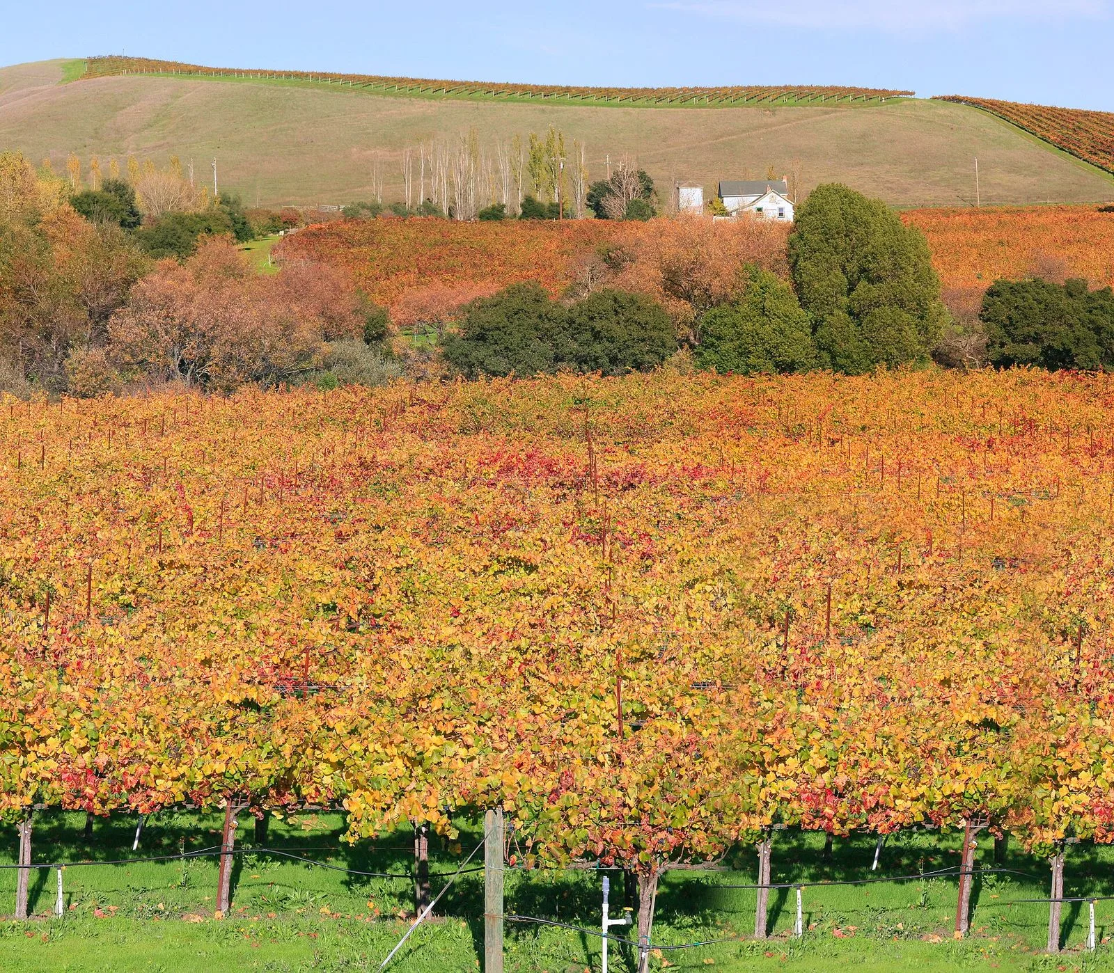 Vineyards in Napa Valley, California