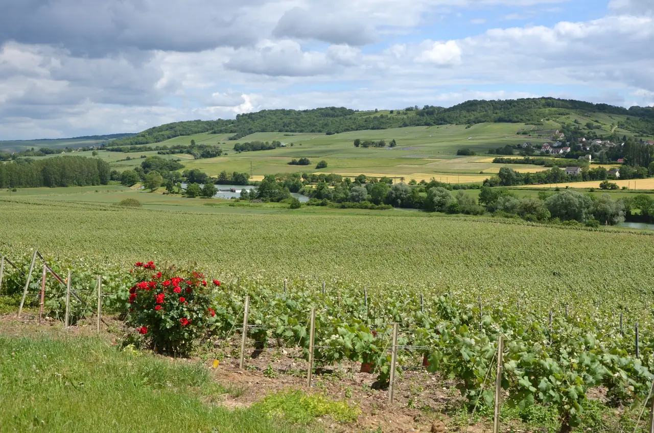 Champagne vineyards on a sunlit hillside in high summer, vines heavy with green grapes weeks ahead of a normal harvest