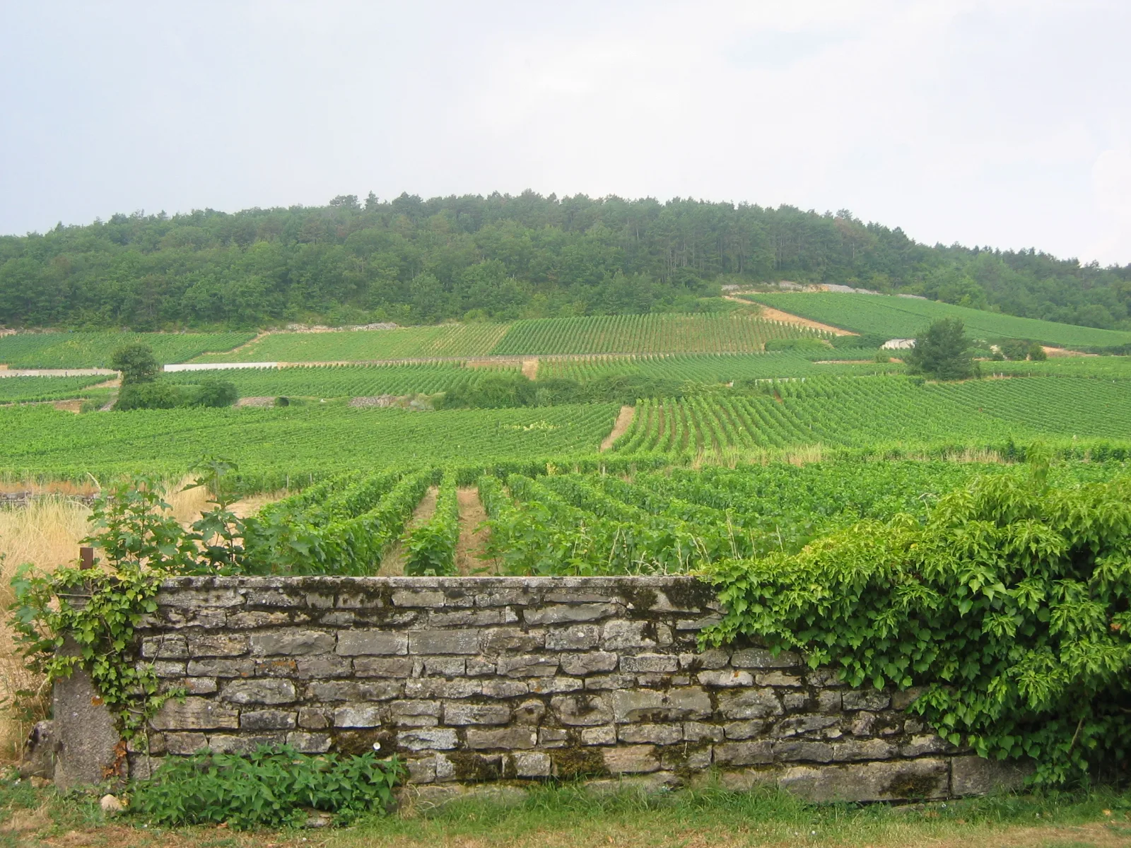 The vineyards of Gevrey-Chambertin on the Côte de Nuits in Burgundy, grand cru slopes rising above the village