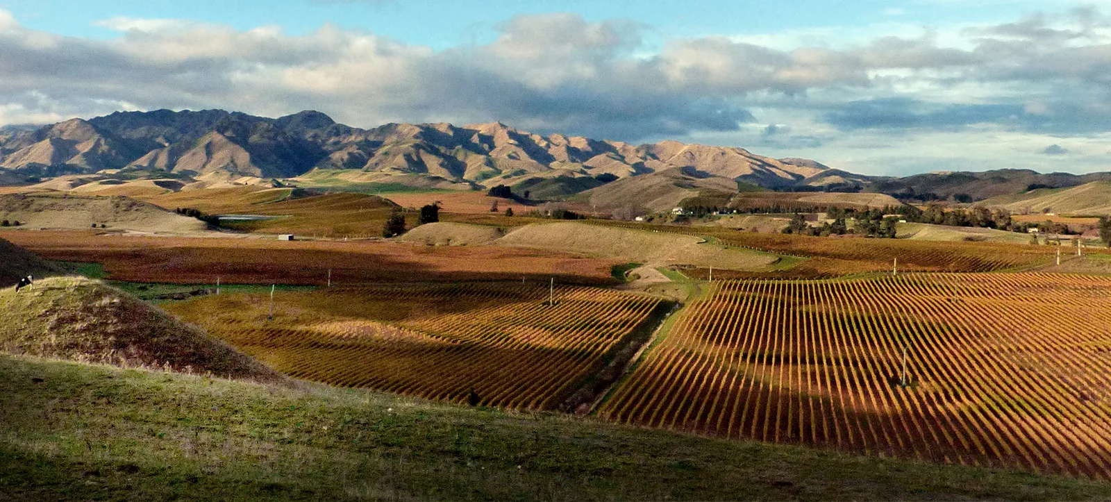 Rows of vines stretching across the Marlborough wine region in New Zealand, heartland of Sauvignon Blanc