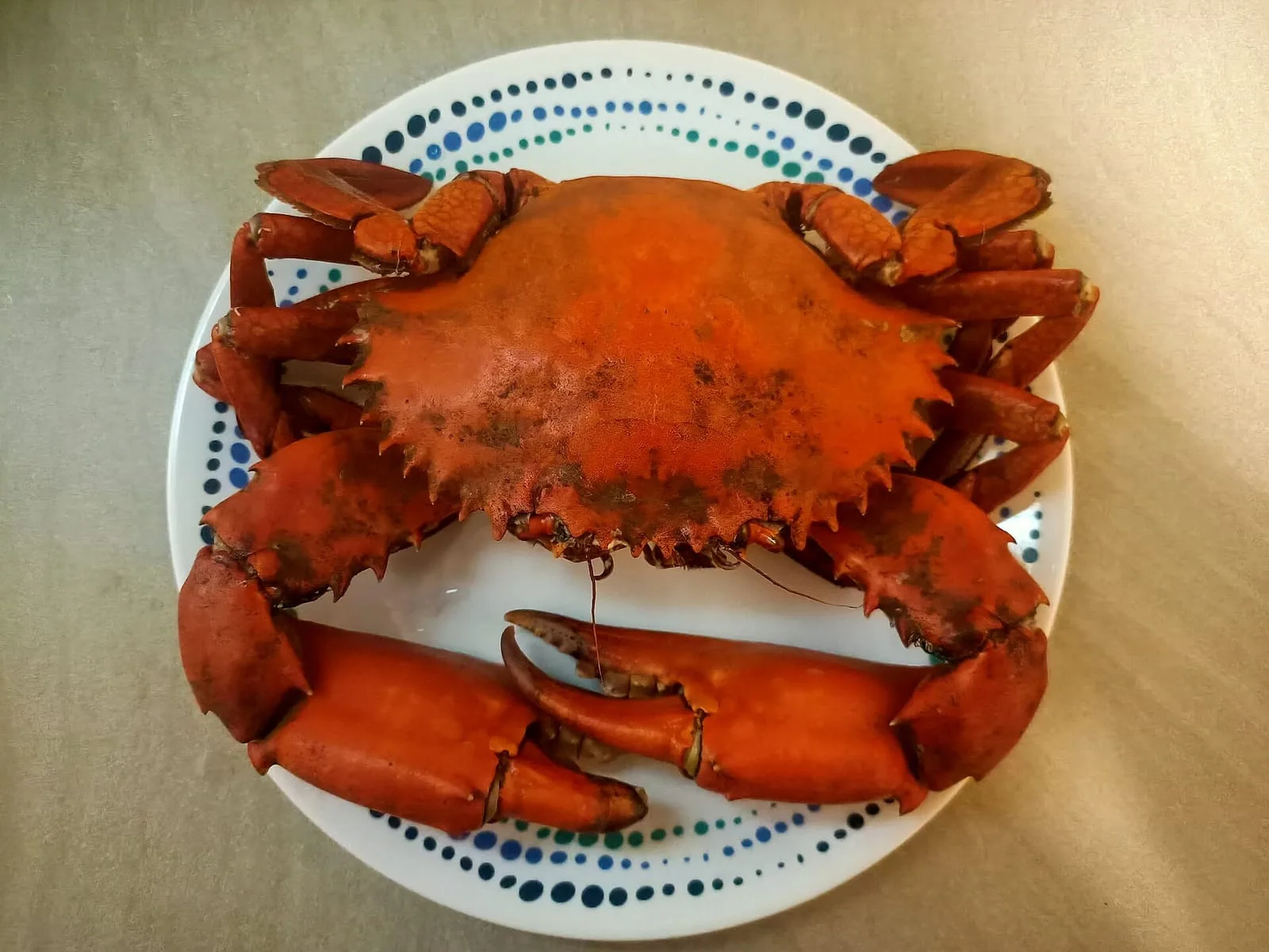 A whole cooked crab served on a plate