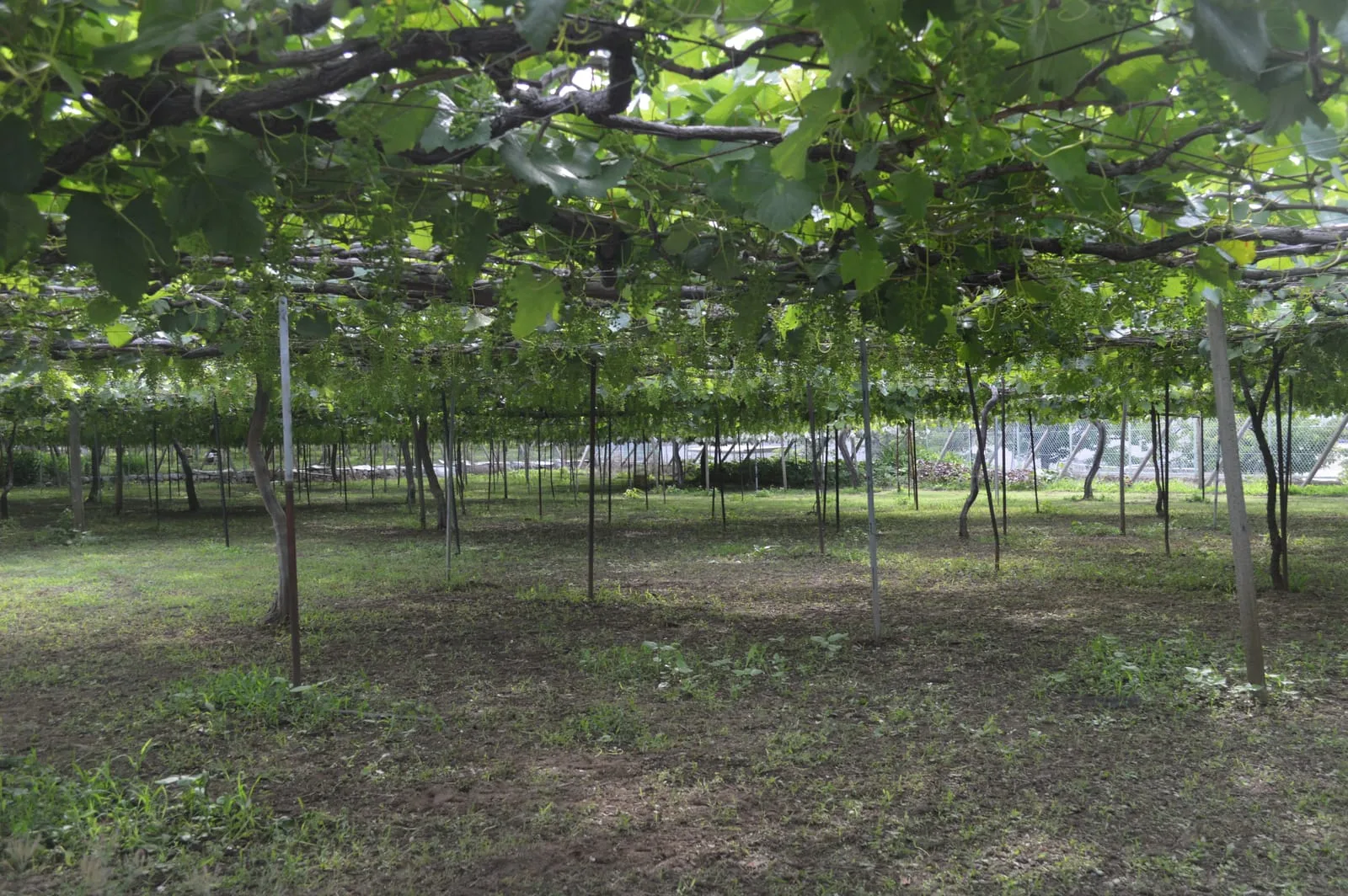 Vines trained on overhead pergola trellises in a Katsunuma vineyard in Yamanashi, Japan, with bunches hanging down in rows