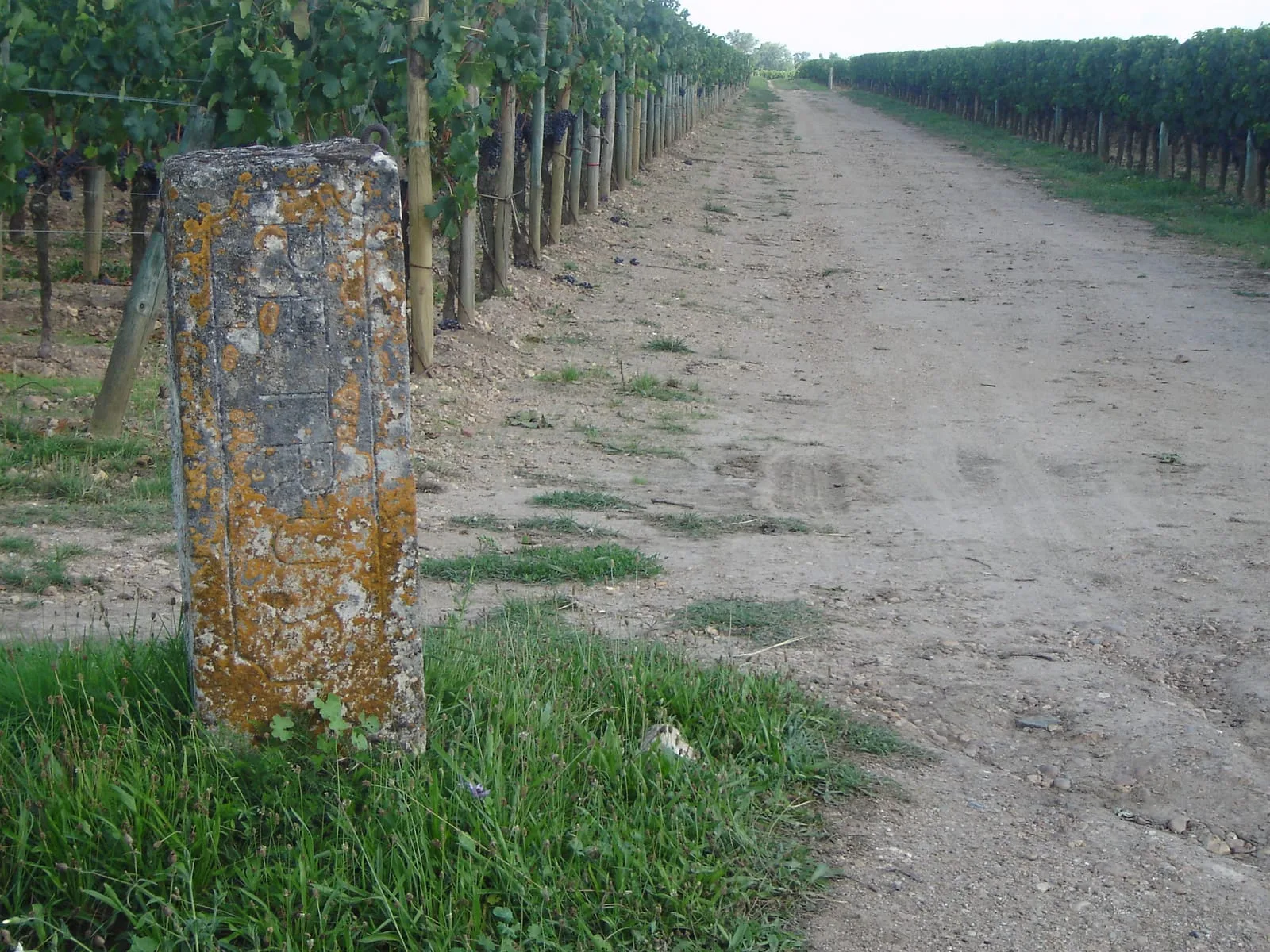A weathered stone boundary marker covered in orange lichen standing at the edge of a vine row beside a dirt track in the Petrus vineyard at Pomerol