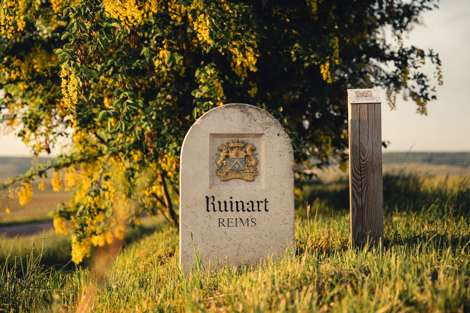 A carved stone boundary marker reading Ruinart Reims, bearing the house's coat of arms, standing in long grass at the edge of the Taissy vineyard under a flowering tree