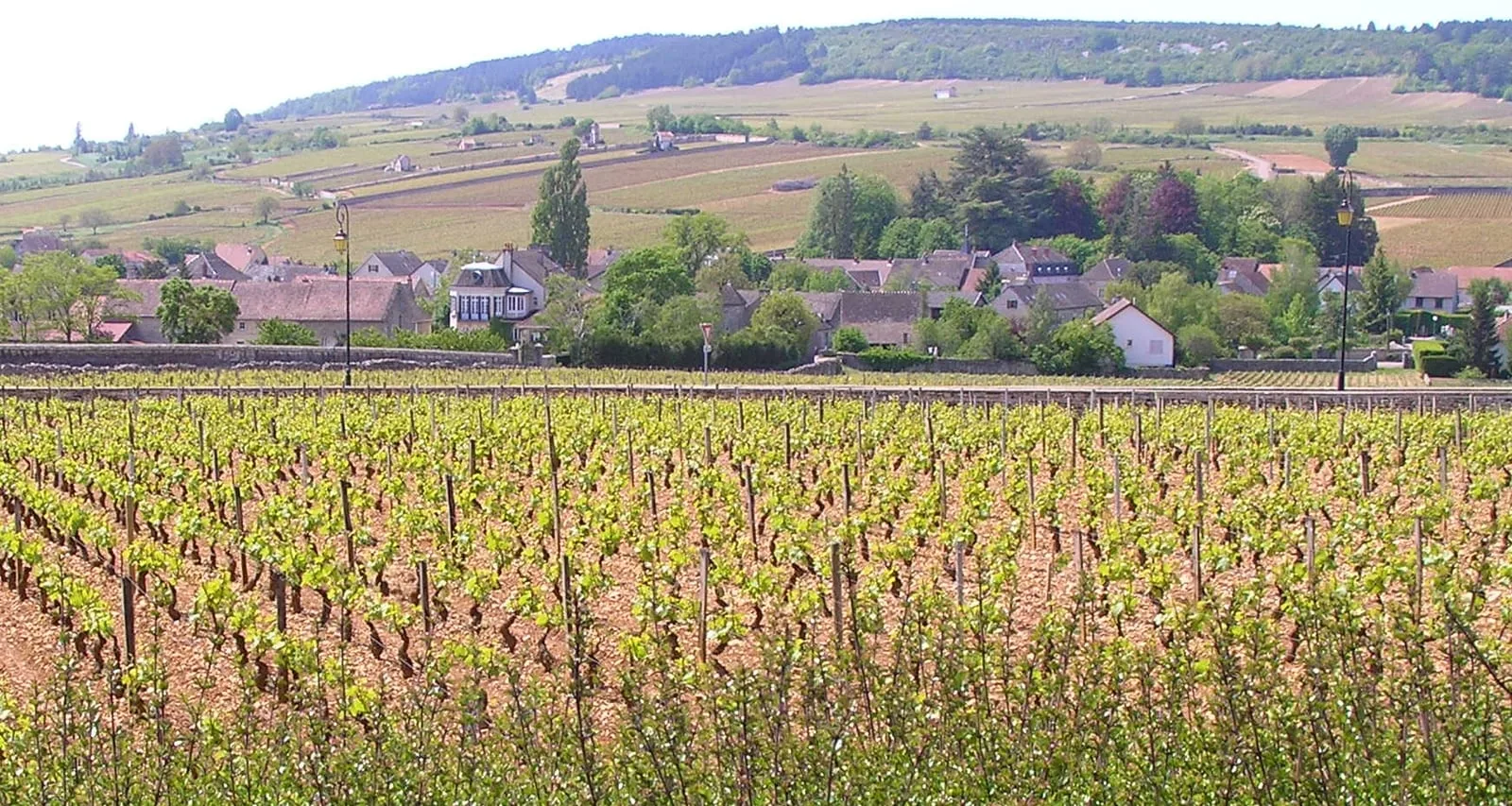 The village of Meursault seen across its vineyards in spring, with the wooded Côte de Beaune hillside rising behind the rooftops
