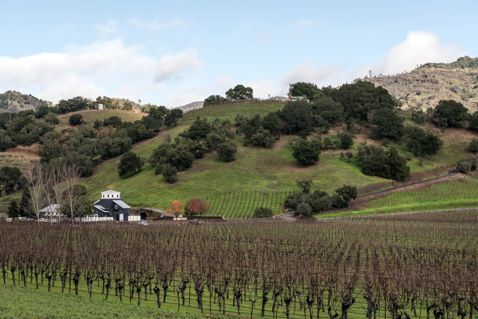 Rows of bare winter vines on the floor of Napa Valley, California, with green oak-covered hills and hillside vineyards behind