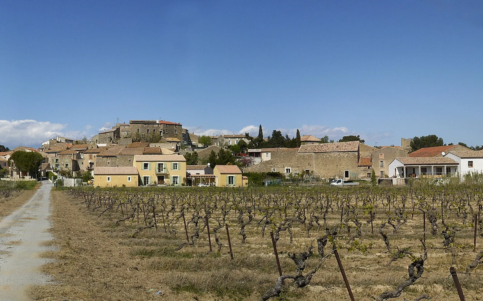 Old bush-trained vines in early spring in front of the stone village of Pouzols-Minervois in the Languedoc, under a deep blue sky