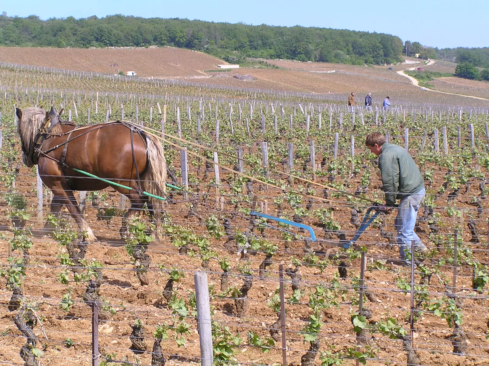 A draught horse pulling a plough between young vines at Domaine de la Romanée-Conti in Vosne-Romanée, Burgundy, with a worker guiding it from behind