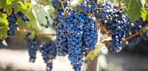 Lire la suite à propos de l’article Vin le plus cher du monde