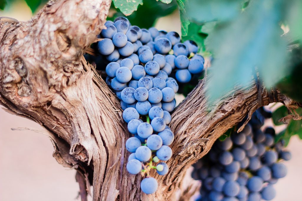 A close-up of a wine grape cluster on the vine at harvest time
