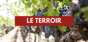 Lire la suite à propos de l’article Le terroir