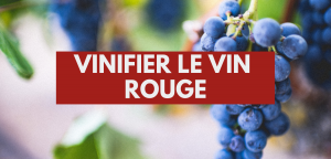 Lire la suite à propos de l’article Vinifier le vin rouge