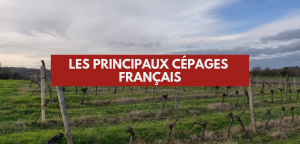 Lire la suite à propos de l’article Les principaux cépages français
