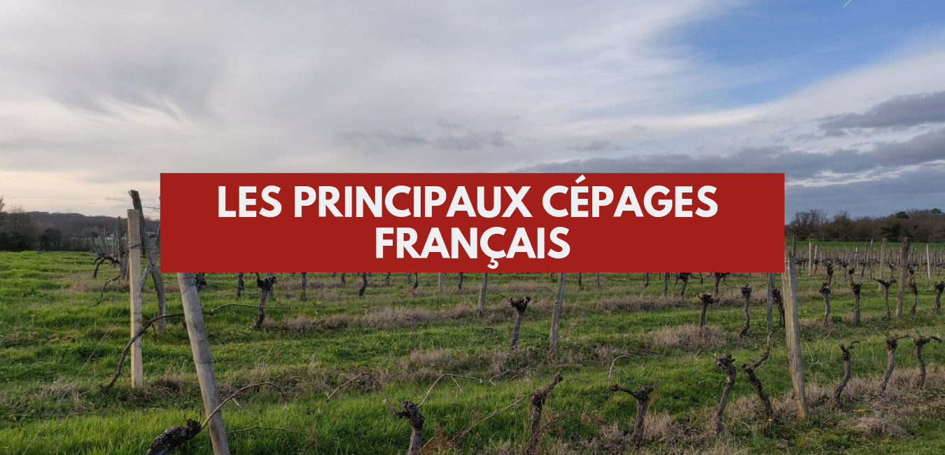 You are currently viewing Les principaux cépages français