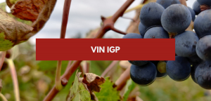 Lire la suite à propos de l’article Vin IGP