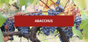 Lire la suite à propos de l’article Abacchus