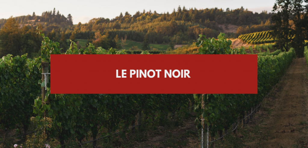 Pinot Noir