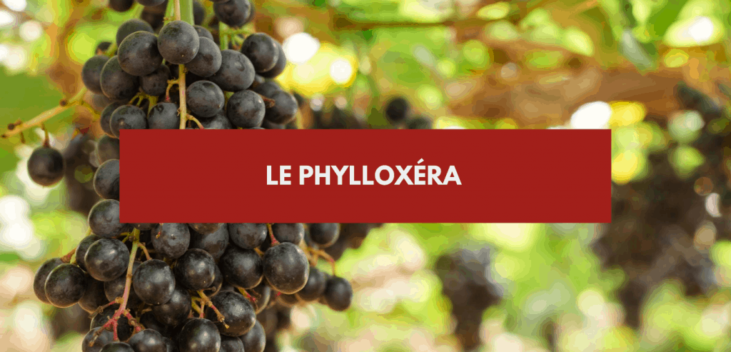 phylloxera