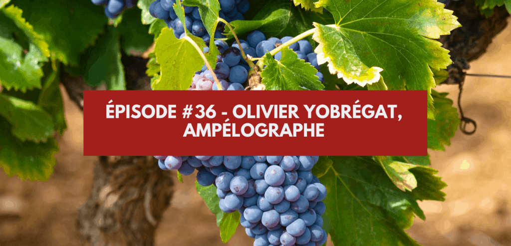 Épisode #36 - Olivier Yobrégat, Ampélographe