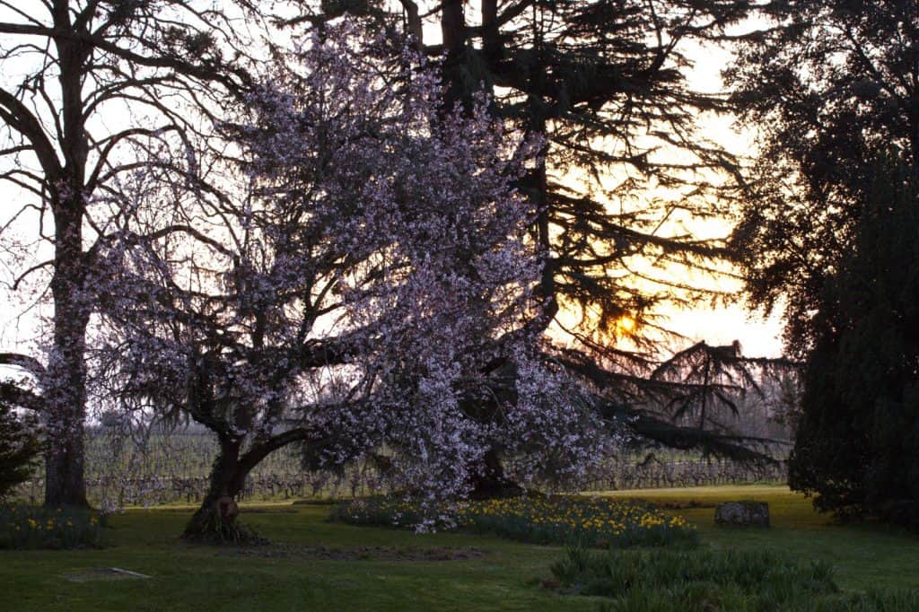 Parc arbres Château de Ferrand