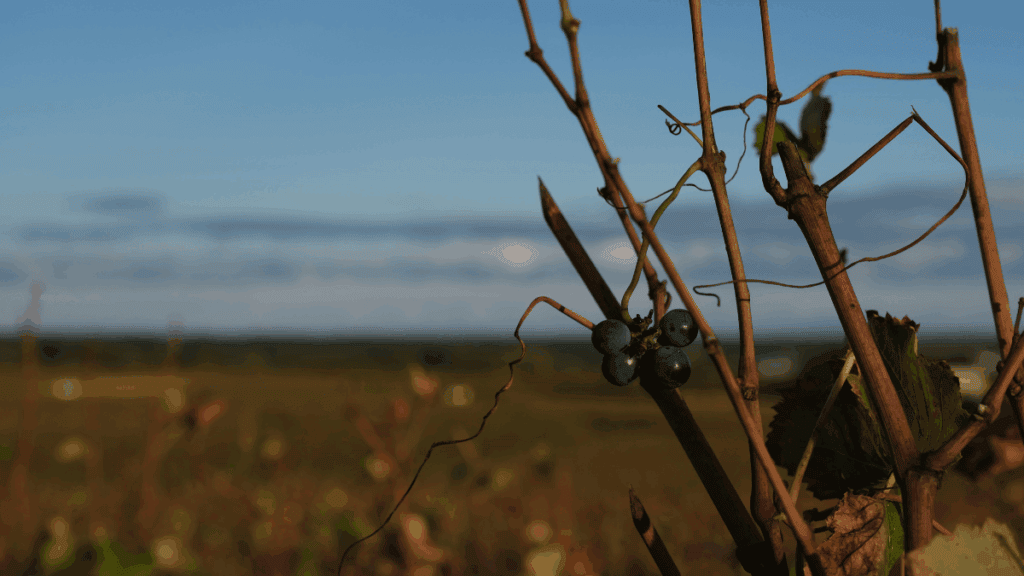 Burgundy 2025 Vintage Exceptional Quality Meets Critical Shortage Crisis