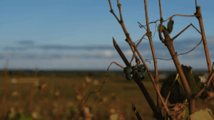 Read more about the article Burgundy 2025 Vintage: Exceptional Quality Meets Critical Shortage Crisis