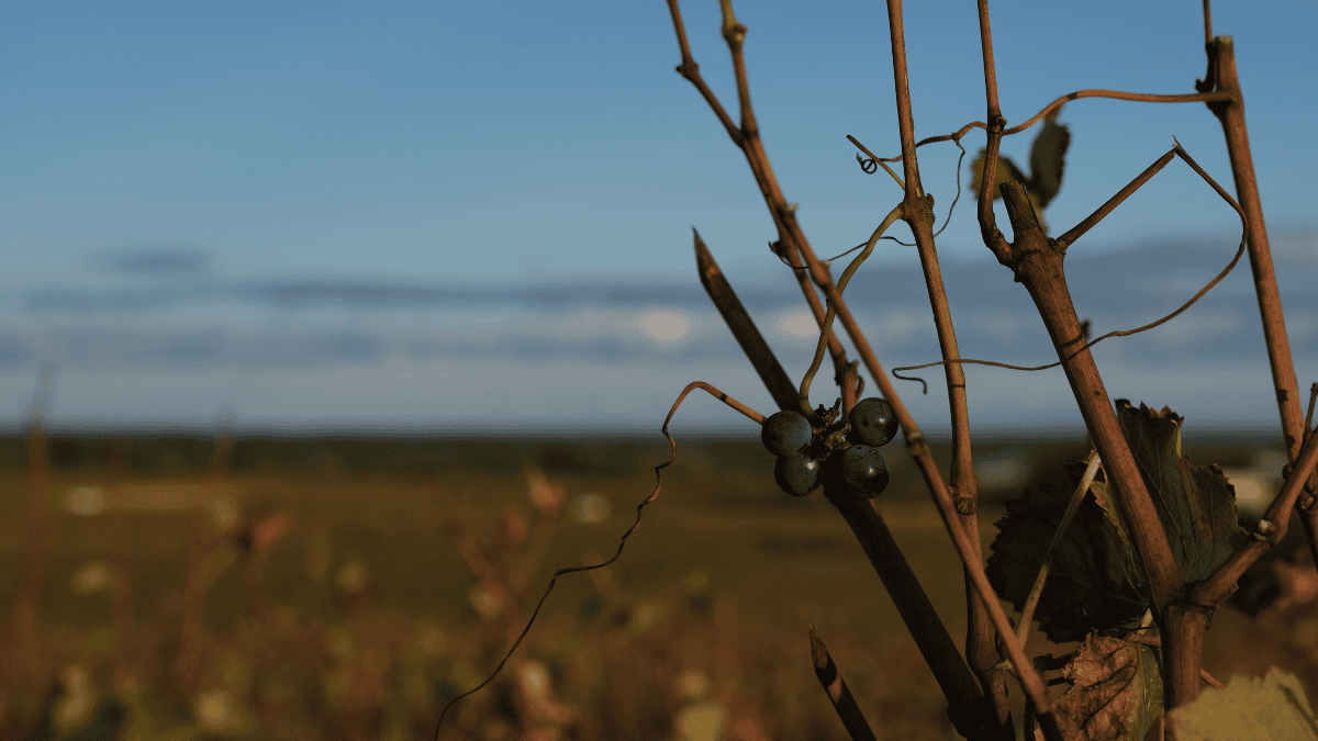 You are currently viewing Burgundy 2025 Vintage: Exceptional Quality Meets Critical Shortage Crisis