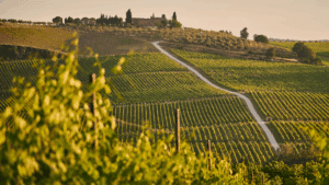 Read more about the article Italy Reclaims Crown as World’s Leading Wine Producer in 2025