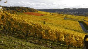 Read more about the article Germany’s 2025 VDP Vintage: Quality Triumphs Despite Challenging Growing Season