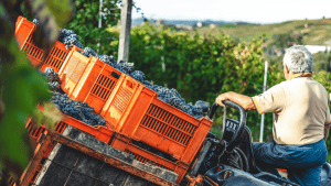 Read more about the article Global Wine Production Climbs 3% in 2025 After Historic 63-Year Low